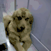 狗狗 手指 讨厌 搞笑
