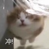 萌宠 猫星人 冲 加油 呆萌 可爱