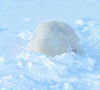 北极熊 雪地 二货 好玩 舒服 治愈系