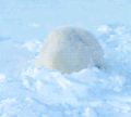 北极熊 雪地 二货 好玩 舒服 治愈系