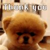 thank you 谢谢 萌宠 狗