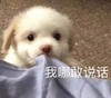 萌宠 汪星人 我哪敢说话 不敢出声 呆萌 可爱