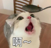 喵星人 可爱 萌宠 逗 文字表情包