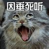 猫 喵星人 萌宠 有趣 开心 因垂死听