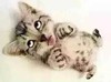 猫咪   可爱   吐舌头  翻白眼