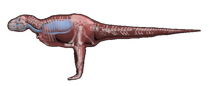 骨头 YouTube 恐龙 易懂的 进化 霸王龙 诅咒的树 雷克斯霸王龙 恐龙 虚骨龙类 在约翰冰箱什么 霸王龙