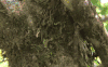 模仿大师 哥斯达黎加昆虫 纪录片 蝉