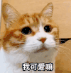 萌宠 猫星人 我可爱吗 呆萌 可爱