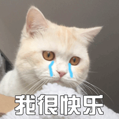 猫 萌宠 喵星人 我很快乐 高兴 soogif soogif出品