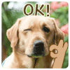 神犬小七 狗 小七 搞笑 动漫 ok ok ok