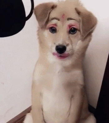 狗狗 化妆 搞笑