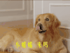 夏至未至 萌宠 狗狗 小姐姐 来吗
