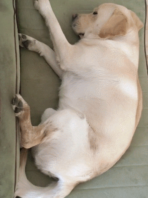狗狗 可爱 萌宠 熟睡