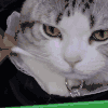 猫咪 项链 可爱 听话