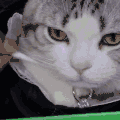 猫咪 项链 可爱 听话
