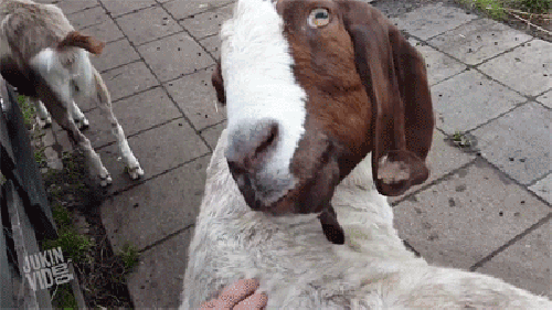 山羊 表情包 goat