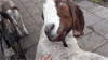 山羊 表情包 goat