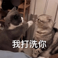 萌宠 猫咪 猫 我打洗你 生气