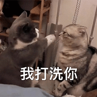 萌宠 猫咪 猫 我打洗你 生气