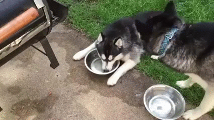 哈士奇 Siberian husky 二哈 蠢萌 智障 憋气