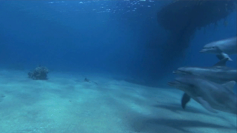 海底世界 海豚 成群结队 游泳