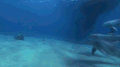 海底世界 海豚 成群结队 游泳
