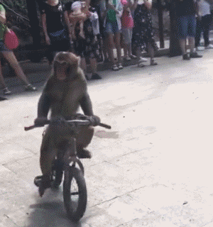 自行车 撞树 猴子