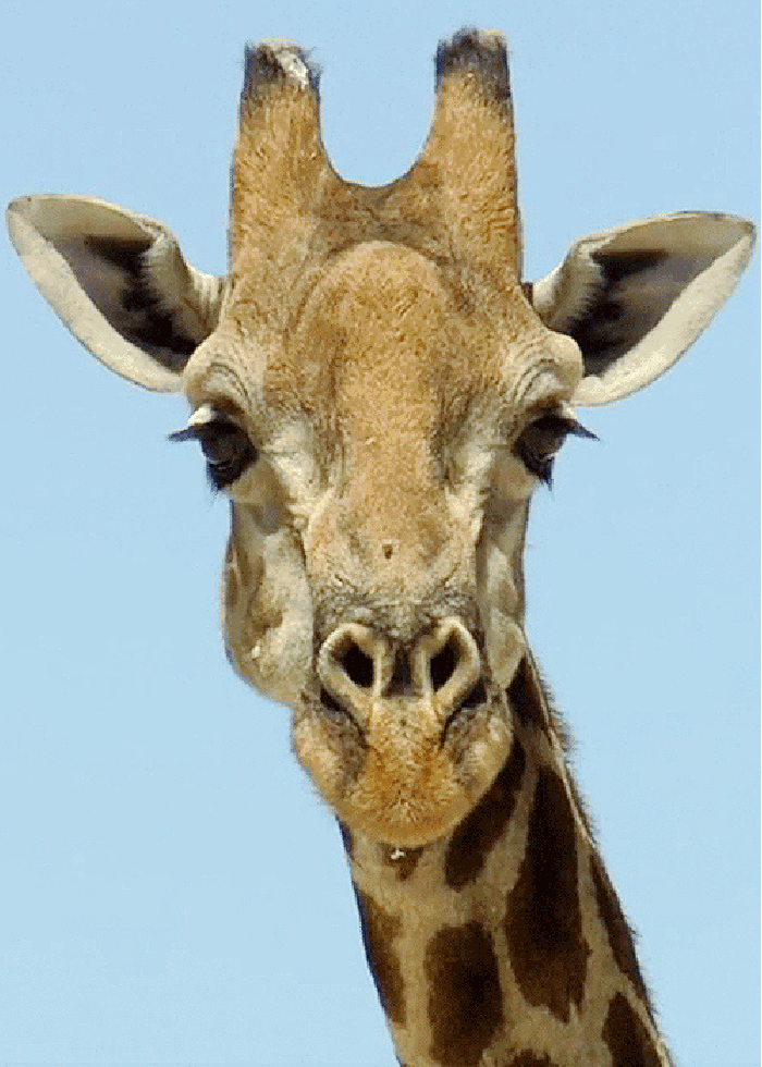 长颈鹿 可爱 呆萌 眨眼睛