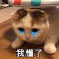 我懂了 伤心 猫