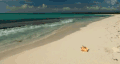 海 沙滩 贝壳 自然