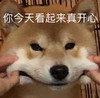萌宠 汪星人 你今天看起来真开心 高兴 呆萌 可爱