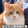 萌宠 喵星人 忍住不让眼泪掉下来 忍住不哭 桑心 委屈