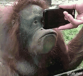 猩猩 动物园 观赏 看电视