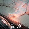 jio 猫咪 冷 搞怪 可爱