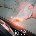 jio 猫咪 冷