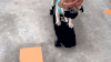 汪星人 玩滑板 酷炫大哥 搞笑