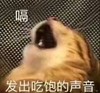 萌宠 猫星人 发出吃饱的声音 打嗝 呆萌 可爱
