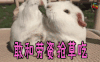 兔子 萌宠 敢和劳资抢草吃 soogif soogif出品