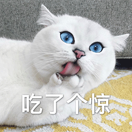 萌宠 猫咪 猫 喵星人 吃了个惊 吃惊