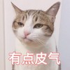 萌宠 喵星人 有点脾气 难受 呆萌 可爱