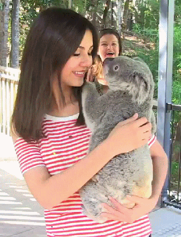 考拉 亲亲 萌萌哒 美女 koala