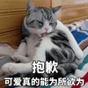 抱歉 猫 可爱 可爱 呆萌