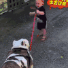 汪星人 狗狗 可爱 萌宠 狗