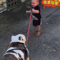 汪星人 狗狗 可爱 萌宠 狗