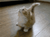 猫咪 地板 可爱 转圈