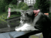 喵星人 可爱 萌宠 猫咪