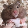 萌宠 仓鼠 小小的眼睛 大大的疑惑 呆萌 可爱