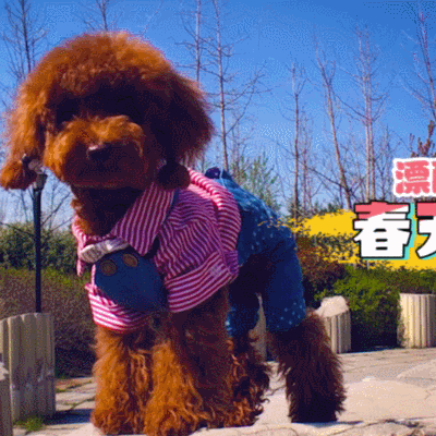 二哈 狗狗 汪星人 萌宠 可爱