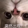萌宠 喵星人 突然出现 我来了 呆萌 搞怪