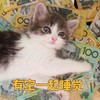 萌宠 喵星人 有空一起睡觉 睡觉 呆萌 可爱